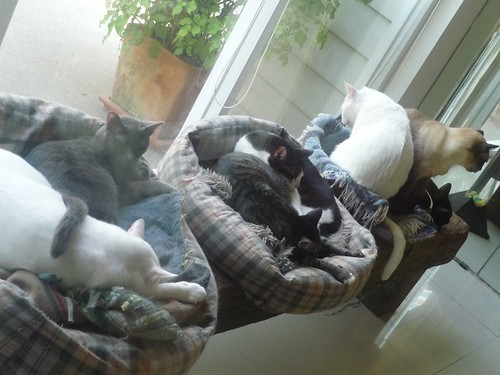 Cat Societe, Bangkok by Meg Francisco