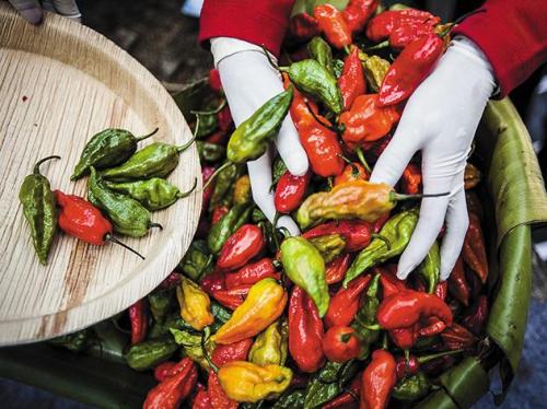 Burning-Desire-peppers-1