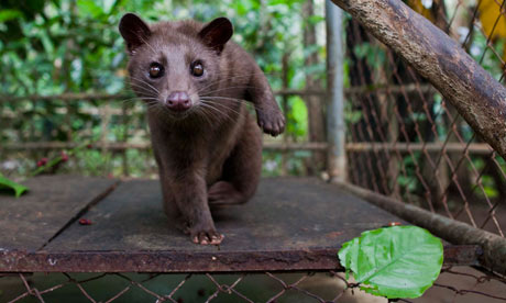 Indonesians Farm Civet Cats To Produce World's Most Valuable Coffee