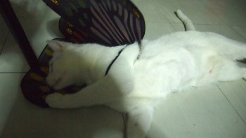 OLYMPUS DIGITAL CAMERA