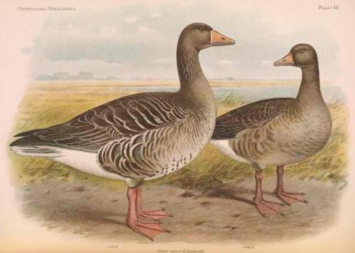 8451_8e0ce414531179ae9b7f60e20351ee8b