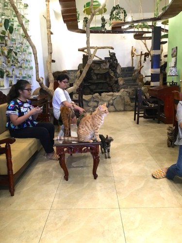 cat cafe