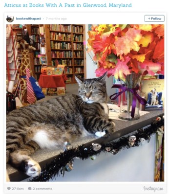 bookstore cat