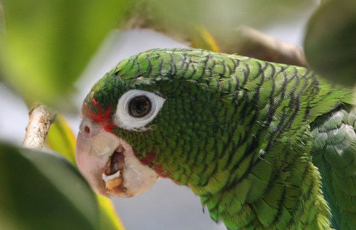 Endangered Puerto Rican parrot ceremonially released at the new flight cage of the flight cages at the Iguaca Aviary.	Saturday	Photo by Tom MacKenzie